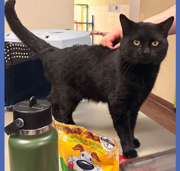 Photo of Cat Condo #13