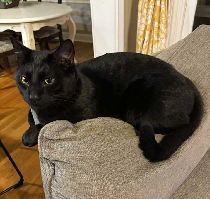 Photo of Merlin and Oj