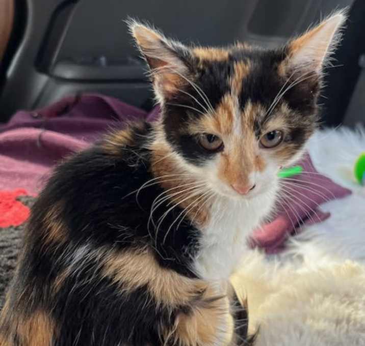 Photo of KITTEN CUTIE PIE