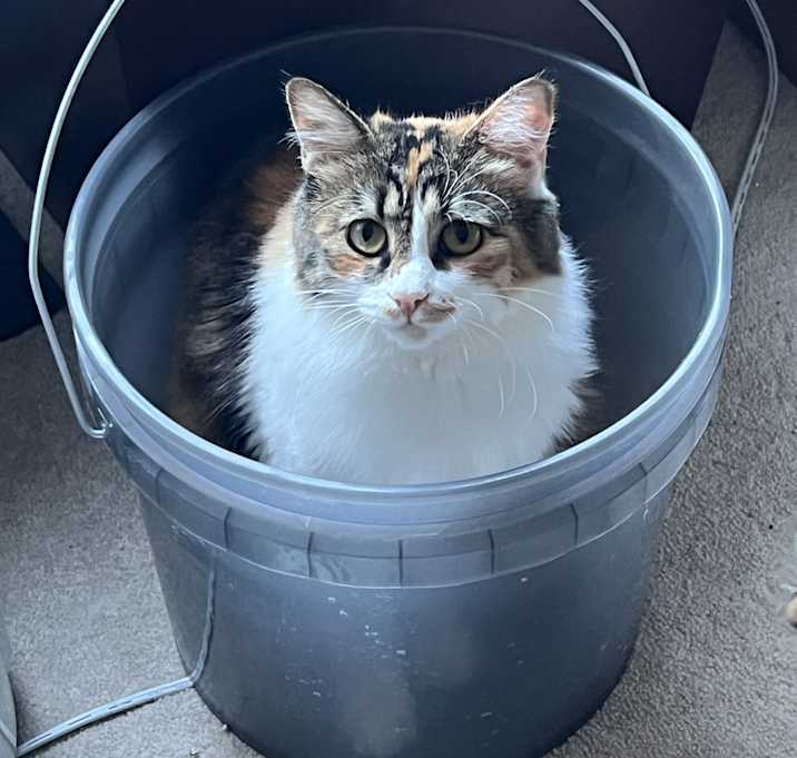 Photo of May & Clover