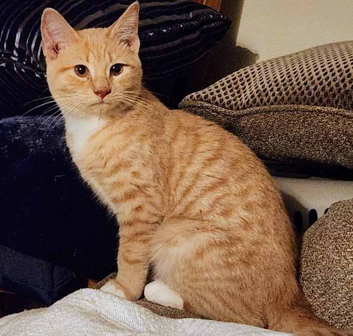 Photo of Graham in Midlothian, VA