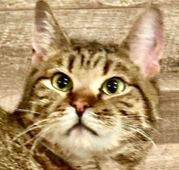 Photo of Maverick - CH - OR