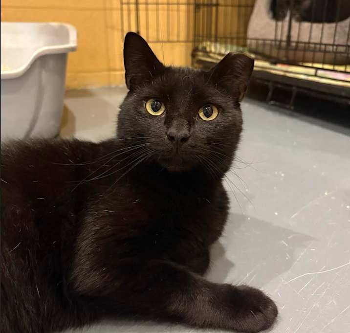 Photo of Hershey Bar