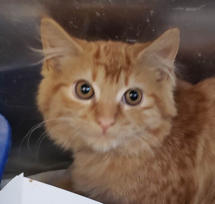 Photo of Daphne - bonded with Velma