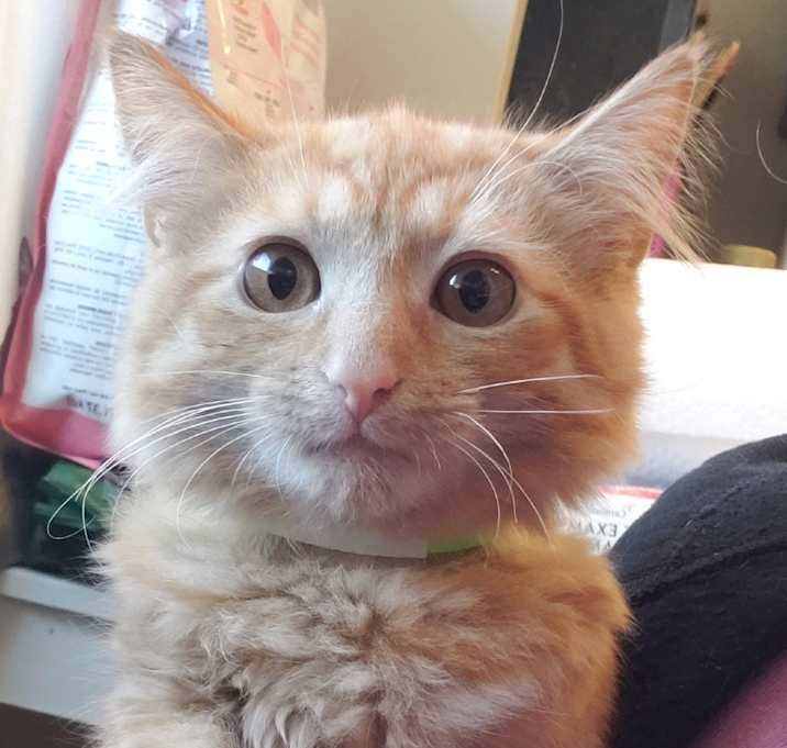 Photo of Velma - bonded with Daphne