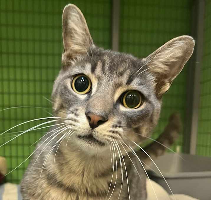 Photo of Stevie Wonpurr