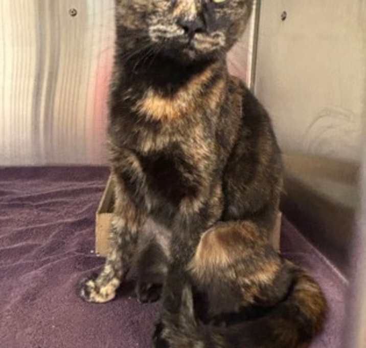 Photo of Pumpkin Spice