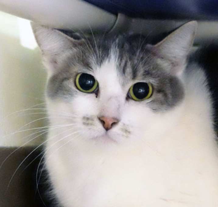 Photo of Laffy Taffy