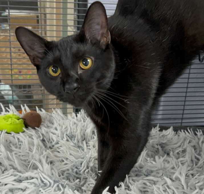 Photo of Vercher 27493