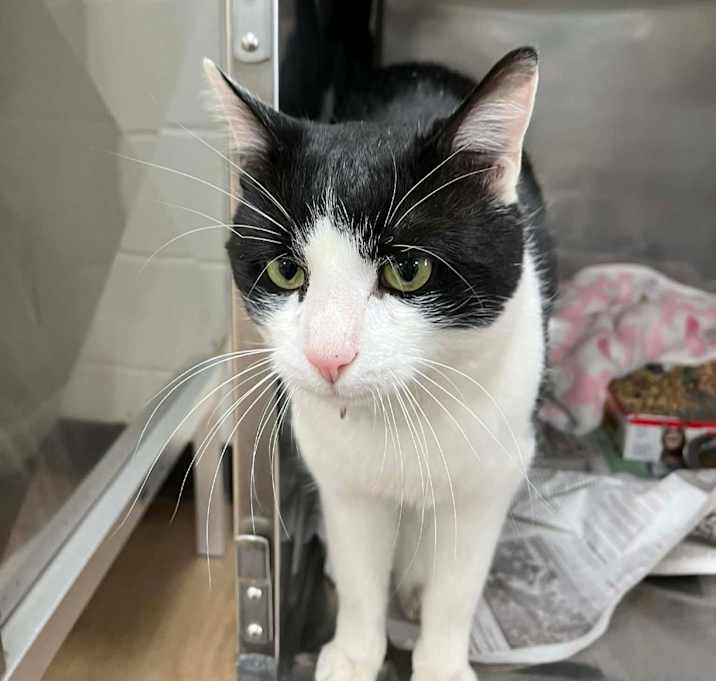 Photo of SVAS-Stray-37942