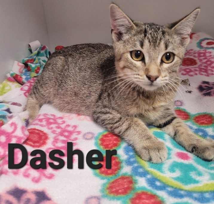 Photo of Dasher