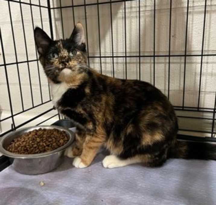 Photo of Cherry  25-218