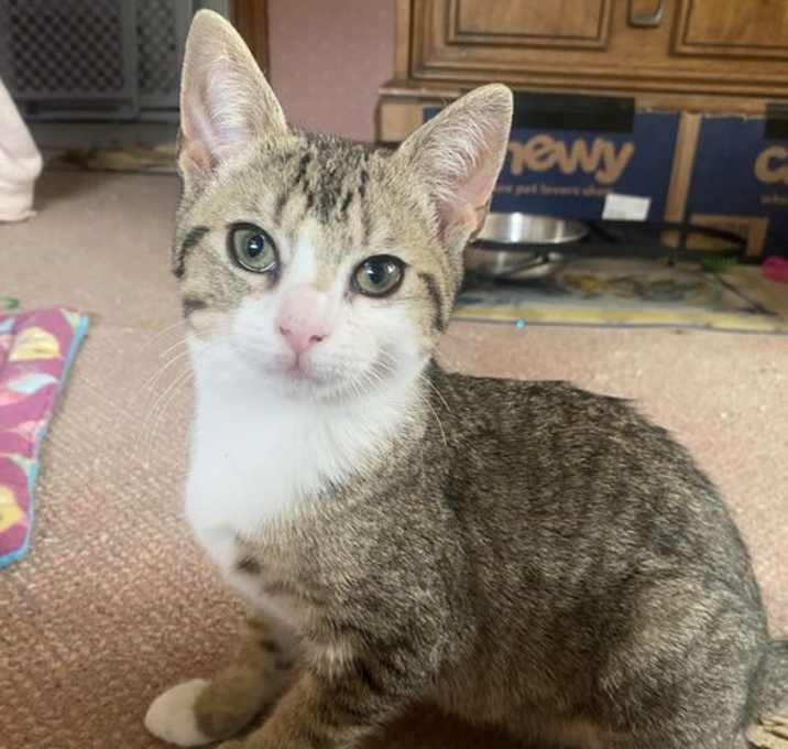 Photo of Betty, Willow Grove Area, (FCID 10/17/2025-102)