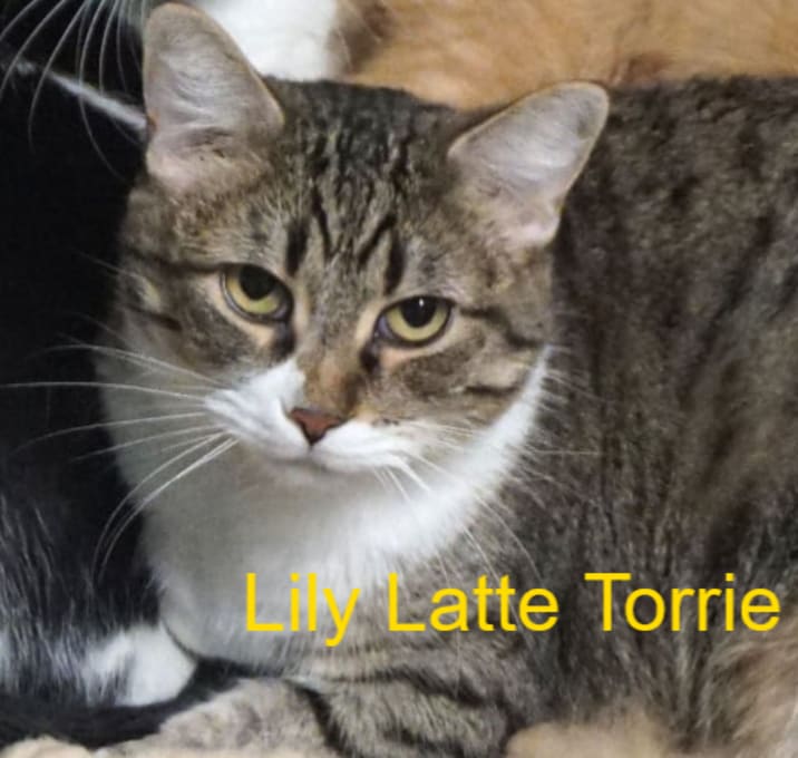 Photo of Lily Latte Torrie
