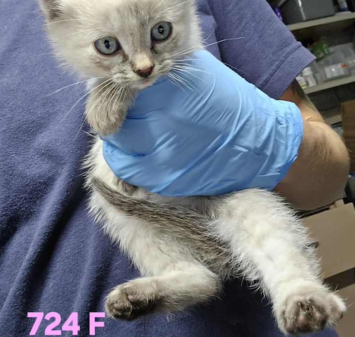 Photo of (ef) Paisley (Pending)