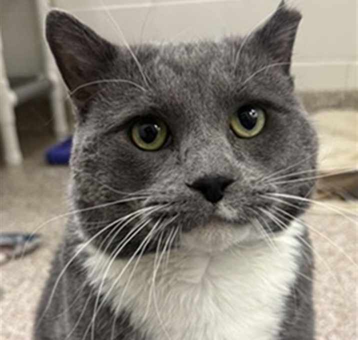 Photo of COSMO THE BARN CAT