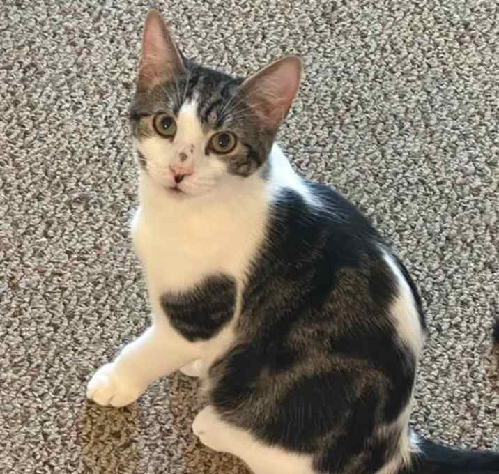 Photo of Firecracker