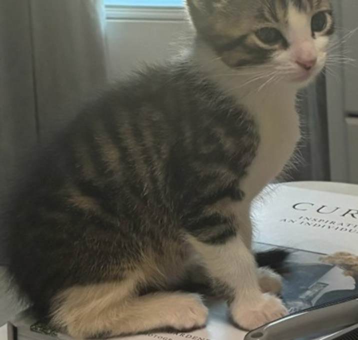 Photo of Havok CNTY-544