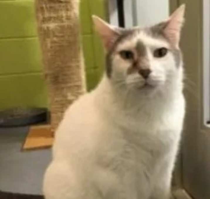 Photo of Elvis - In a Foster Home!