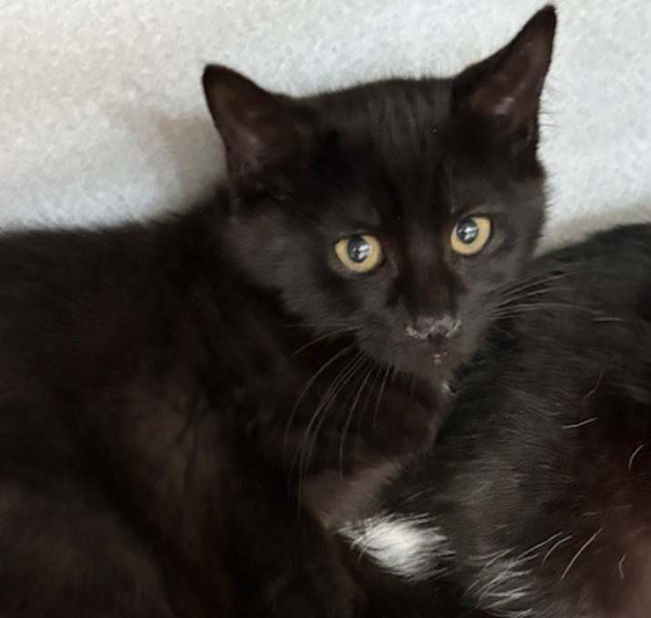 Photo of Chanel for Men