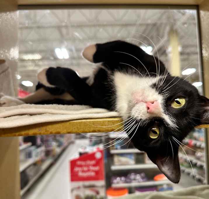 Photo of Cheesemonger