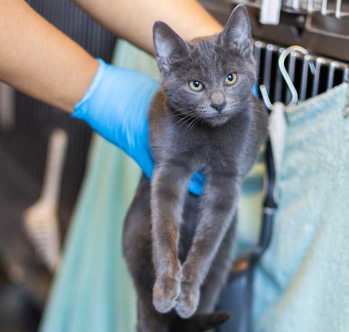 Photo of Milady De Winter