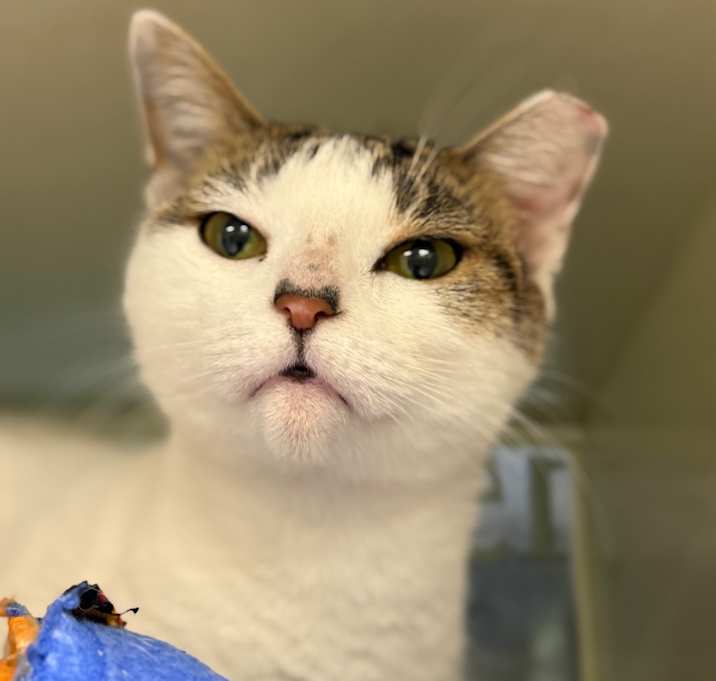 Photo of Caroline Forbes (Petco)