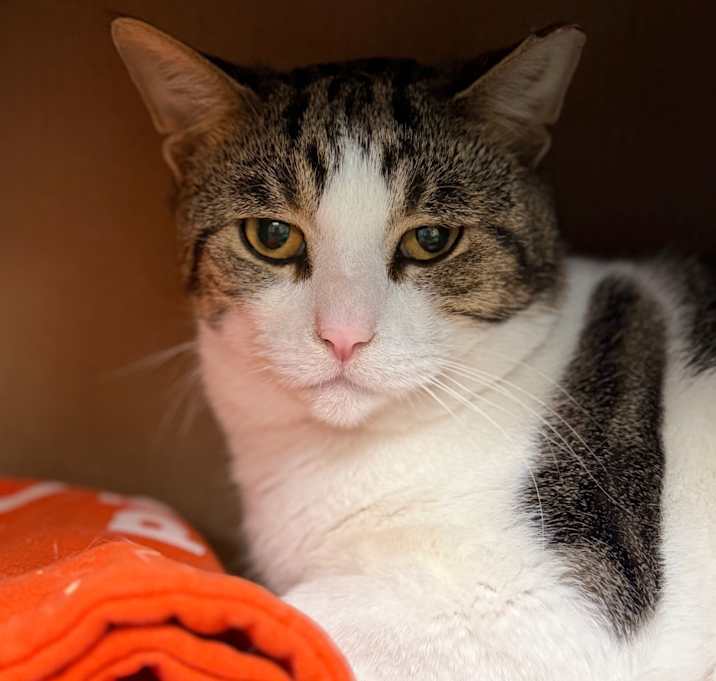 Photo of Damaris (Petco)