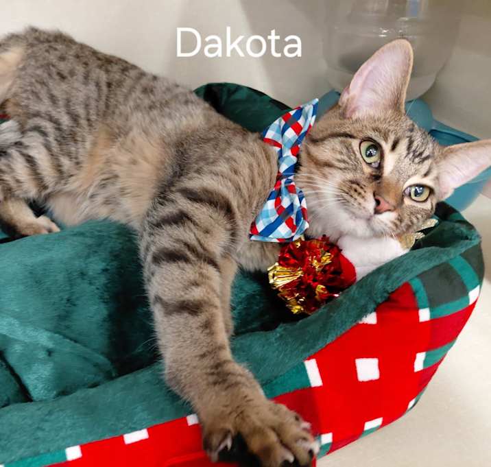 Photo of DAKOTA