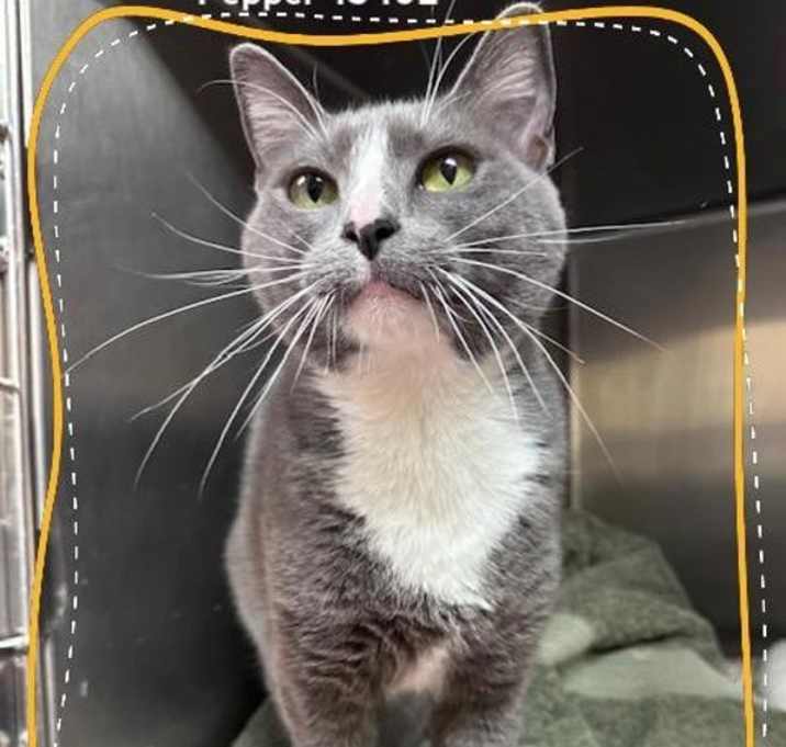 Photo of Pepper (660)