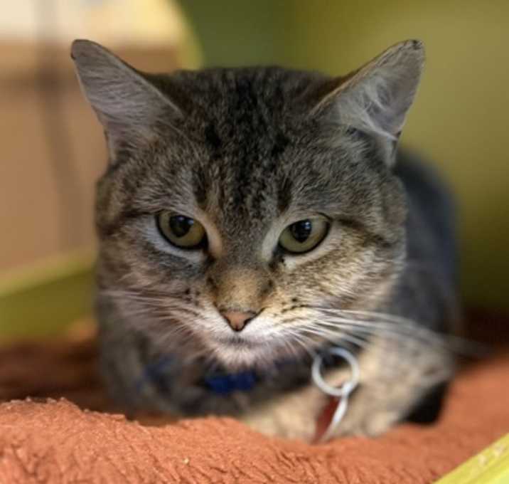 Photo of Grasshopper - AVAILABLE