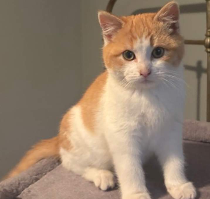 Photo of David Cutoff - adopt with a si