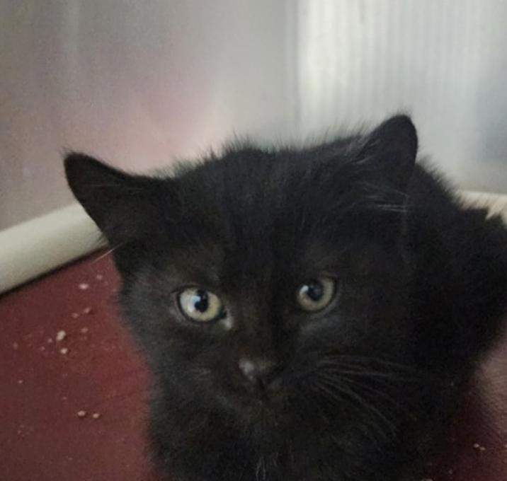 Photo of Turtle Dove