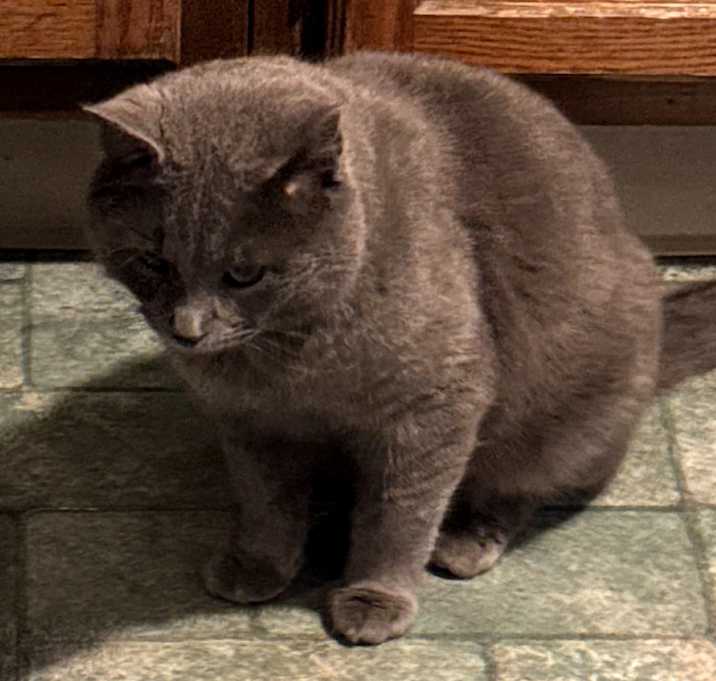 Photo of Albus -‐ handsome Russian Blue mix