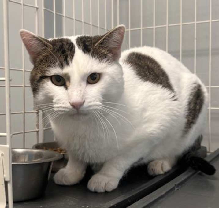 Photo of Chester   - Must Apply in Person