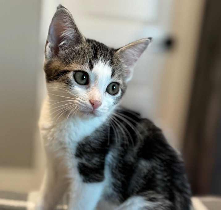 Photo of Stella - S Litter