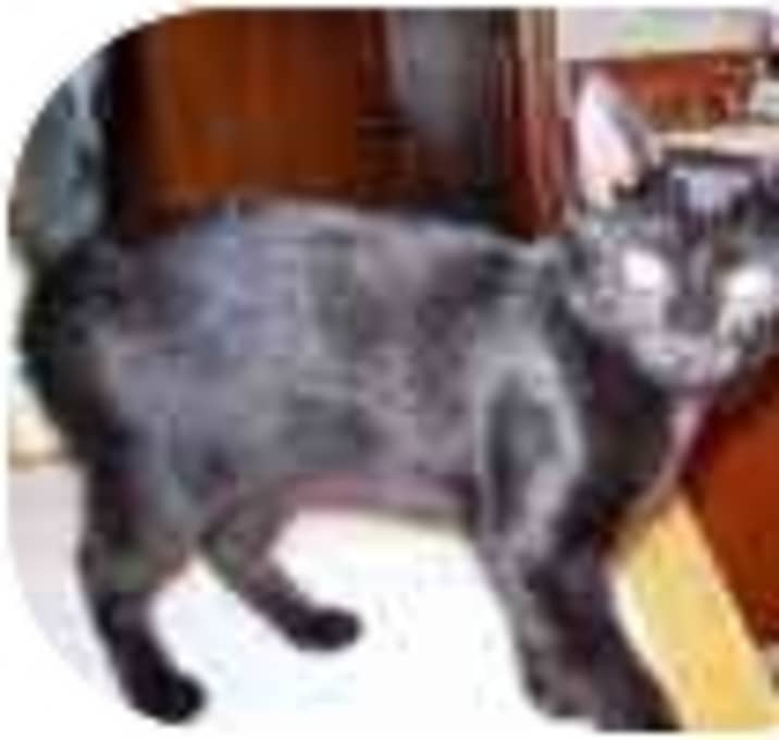 Photo of Sheba