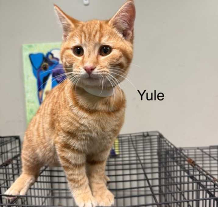 Photo of Yule
