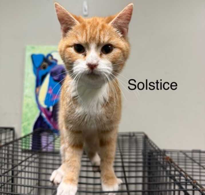 Photo of Solstice