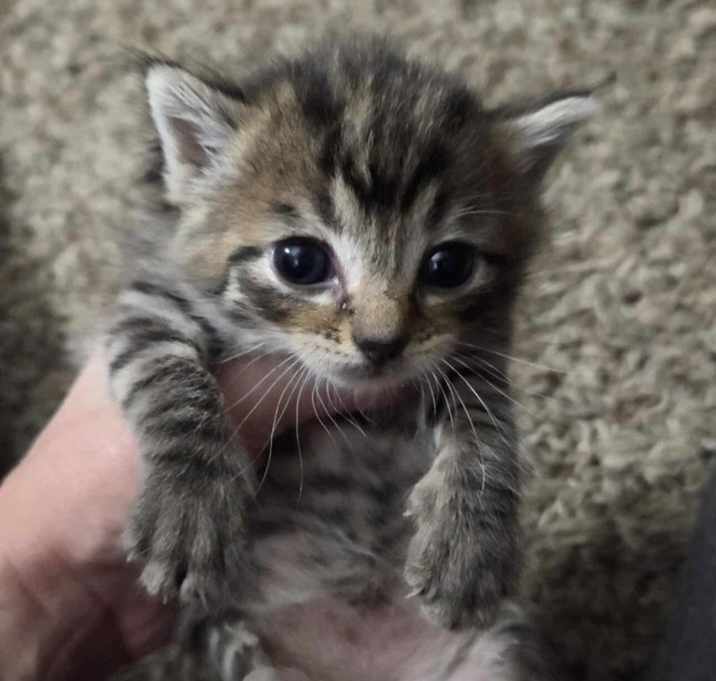 Photo of Lucy Beltz (pink collar)