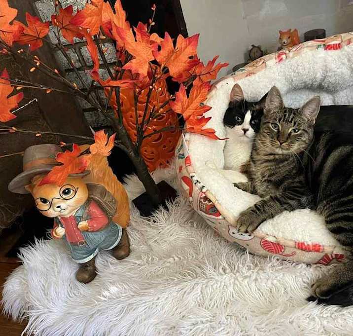 Photo of Chicory & Cosmo