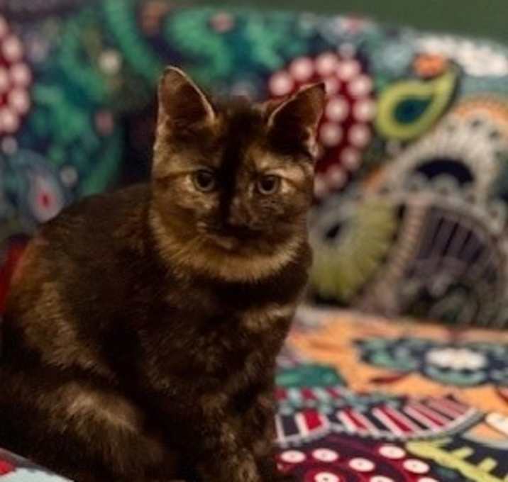 Photo of Ginger Snap