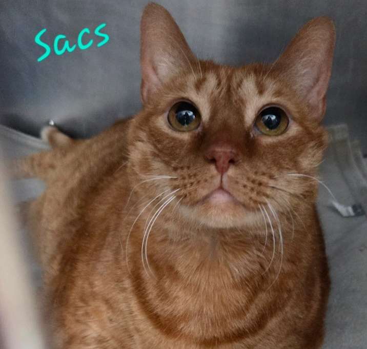 Photo of Sacs