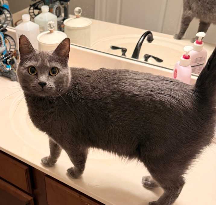 Photo of Blue Elisabeth