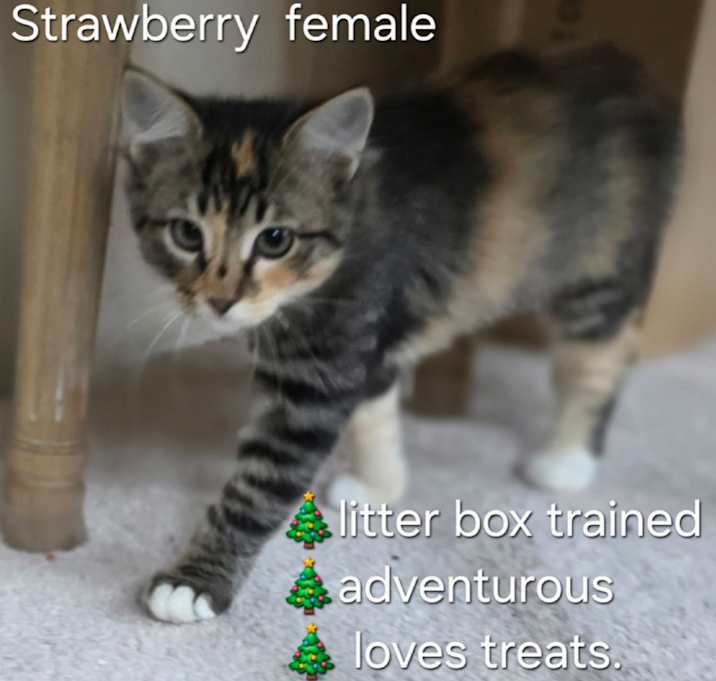 Photo of Strawberry Heaven Loaded