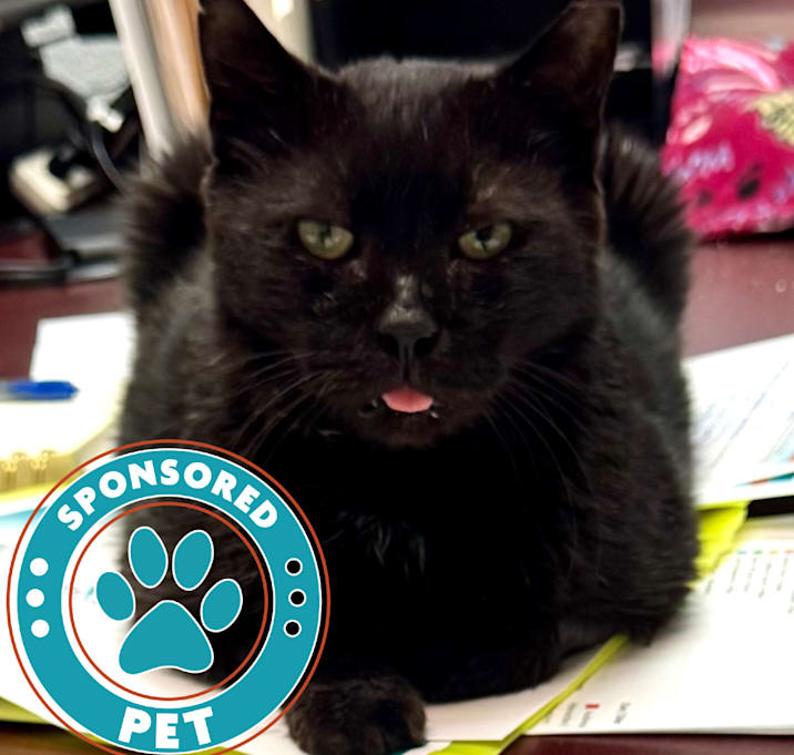 Photo of Kitty Kitty