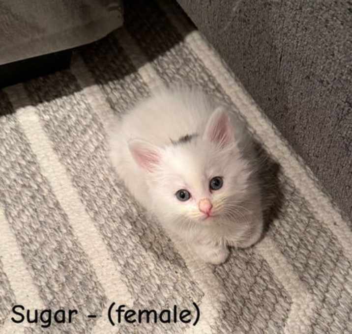 Photo of Sugar