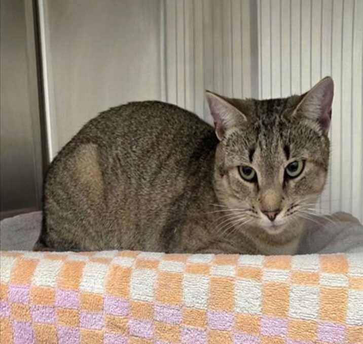 Photo of *JACK 'N THE BOX