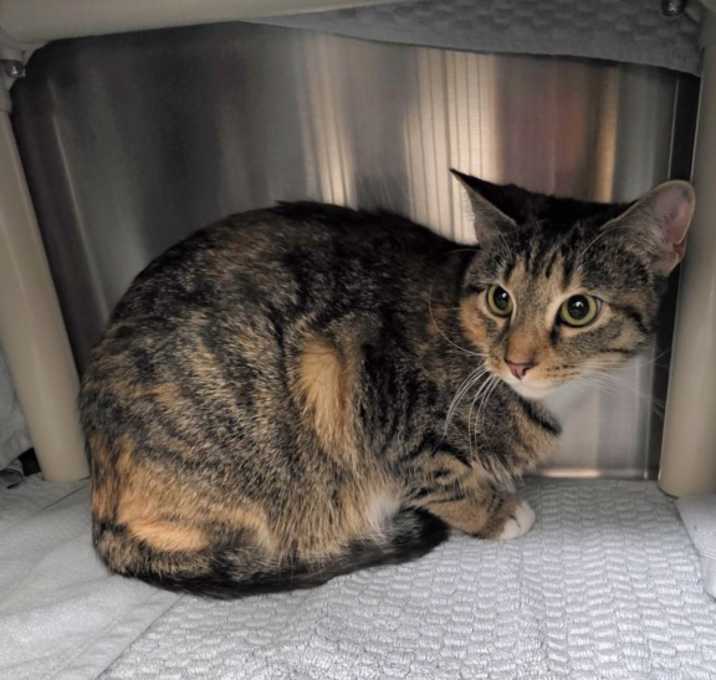 Photo of *FLANNEL SHIRT