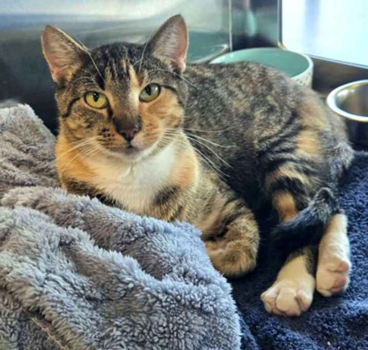 Photo of Strawberry Shortcake